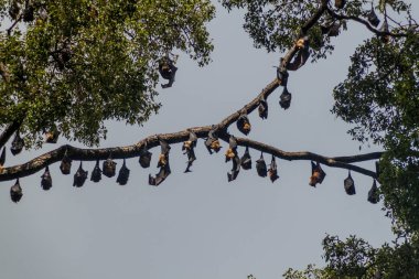Meyve yarasalar (uçan tilkiler) içinde Kraliyet Botanik Bahçeleri yakınında Kandy, Sri Lanka