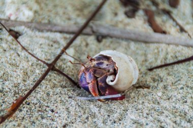 Yalnızcıl yengeç Cahuita Milli Parkı, Kosta Rika