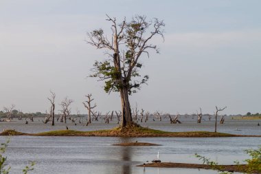 Ölü ağaçlarda bir su deposu Udawalawe Milli Parkı, Sri Lanka