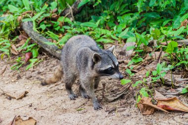 Yengeç yiyen rakun (Procyon cancrivorus) Cahuita Milli Parkı, Kosta Rika
