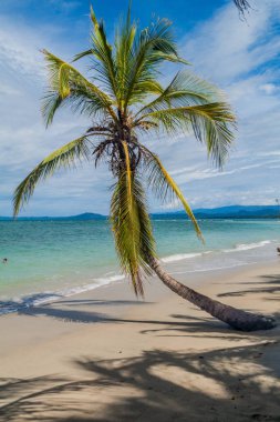 Cahuita Milli Parkı, Kosta Rika bir plajda palmiye