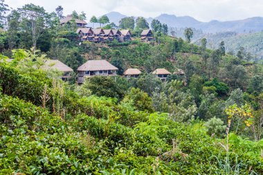 Ella, Sri Lanka kabin hills Çay tarlaları yakınındaki oteller