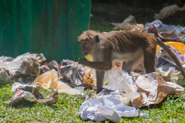 Kandy, Sri Lanka - 19 Temmuz 2016: Makak gıda dinlenirken gelen bir çöp yiyor.