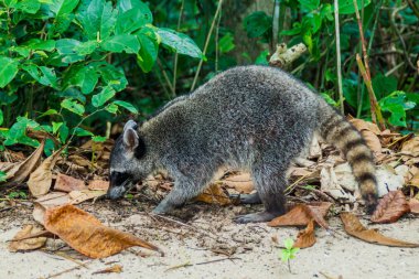 Yengeç yiyen rakun (Procyon cancrivorus) Cahuita Milli Parkı, Kosta Rika