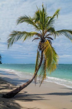 Cahuita Milli Parkı, Kosta Rika bir plajda palmiye