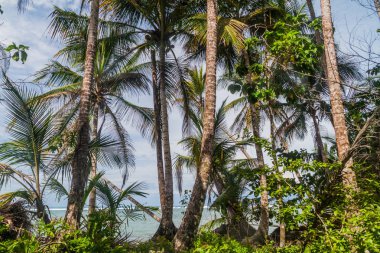 Avuç içi Cahuita Milli Parkı, Kosta Rika