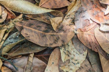 Maderas yanardağ: Ometepe Island, Nicaragua kapsayan bir ormandaki karınca iz