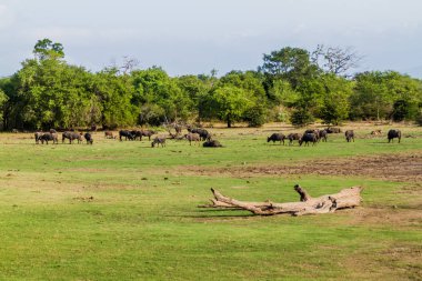 Su bufalo Uda Walawe Milli Parkı, Sri Lanka sürüsü
