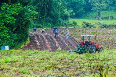 Bajo Grande, Panama - 26 Mayıs 2016: İşçilerin Bajo Grande köyü yakınlarında Baru yanardağ, Panama yakınındaki sebze alanları
