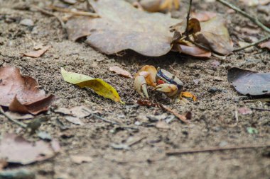 Cahuita Milli Parkı, Kosta Rika yengeç