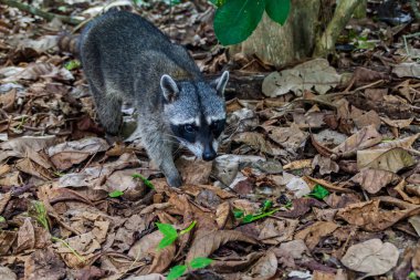Yengeç yiyen rakun (Procyon cancrivorus) içinde Milli Parkı Manuel Antonio, Kosta Rika