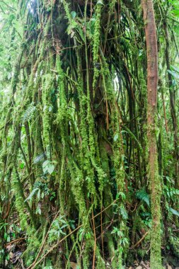 Ağacı içinde bir bulut orman, Reserva Biologica Bosque Nuboso Monteverde, Kosta Rika