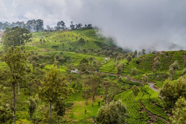 Çay tarlaları Lipton'ın koltuk etrafında dağlarda Haputale, Sri Lanka oteller