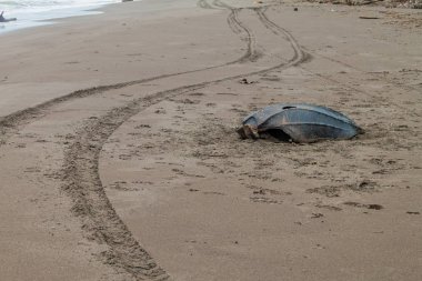Bir ölü deri deniz kaplumbağası (Dermochelys coriacea) bir plaj Tortuguero Milli Parkı, Kosta Rika, boş kabuk