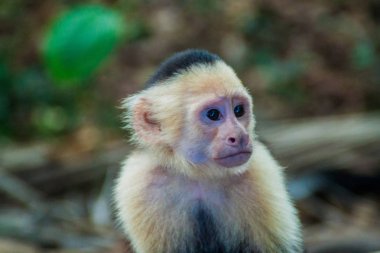 Ak başlı capuchin maymunu (Cebus capucinus) içinde Milli Parkı Manuel Antonio, Kosta Rika