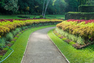 Yol aracılığıyla Peradeniya Kraliyet Botanik Bahçeleri yakınında Kandy, Sri Lanka