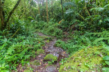 Hiking trail Sendero Los Quetzales Milli Parkı Volcan Baru içinde yağmurlu mevsiminde, Panama.