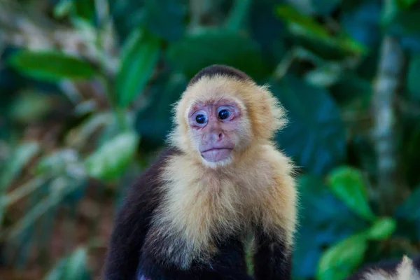 Scimmia Cappuccino Dalla Testa Bianca Cebus Capucinus Nel Parco Nazionale — Foto Stock