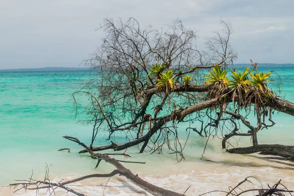 Isla Zapatilla sahil Adası, Bocas del Toro adalar, Panama parçası
