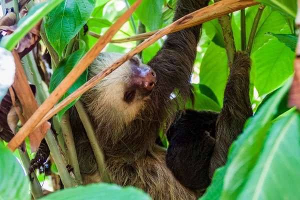 İki - parmaklı tembel La Fortuna village, Kosta Rika yakınındaki bir ormanda bir yavru ile