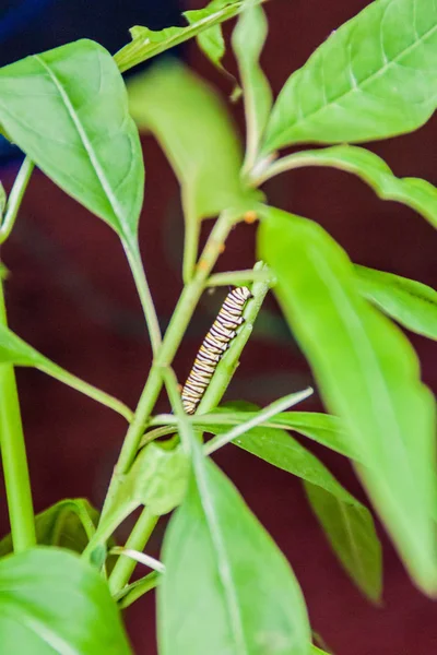 Larve Van Monarchvlinder Danaos Plexippus Costa Rica — Stockfoto