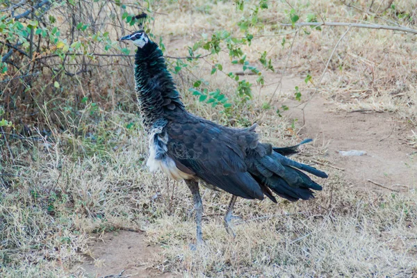 Tavuskuşu Uda Walawe Milli Parkı, Sri Lanka
