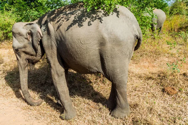 Sri Lankan Elephants Elephas Maximus Maximus Udawalawe National Park Sri — Stock Photo, Image