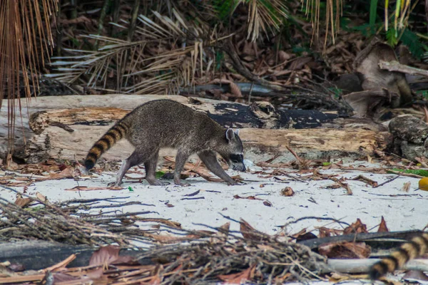 Yengeç yiyen rakun (Procyon cancrivorus) içinde Milli Parkı Manuel Antonio, Kosta Rika
