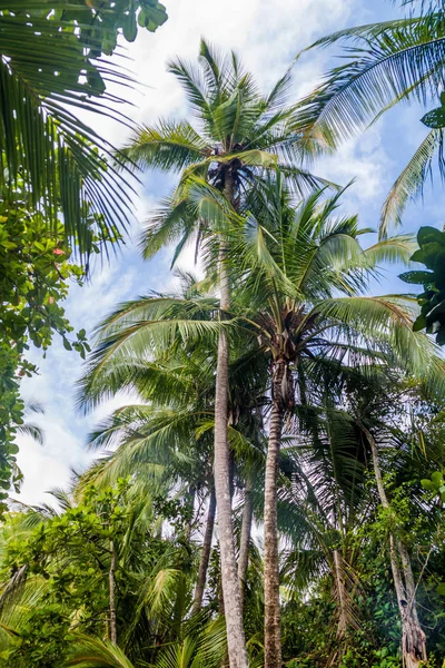 Palmera Parque Nacional Manuel Antonio Costa Rica — Foto de Stock