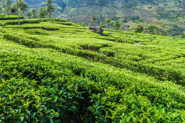 Teeplantagen Den Bergen Bei Haputale Sri Lanka — Stockfoto
