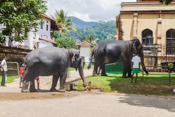 Kandy Sri Lanka July 2016 Elephants Streets Kandy Poya Full — Stock Photo, Image