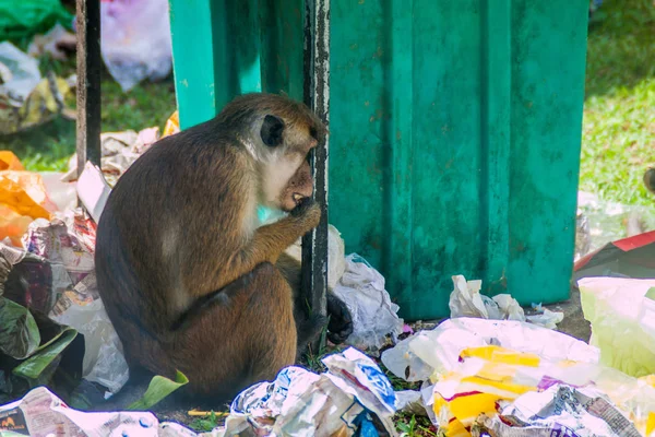 Kandy, Sri Lanka - 19 Temmuz 2016: Makak gıda dinlenirken gelen bir çöp yiyor.