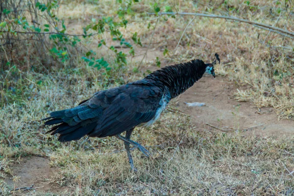 Tavuskuşu Uda Walawe Milli Parkı Sri Lanka — Stok fotoğraf