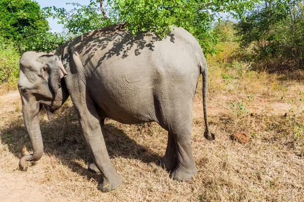 Srílanské Slon Elephas Maximus Maximus Národním Parku Udawalawe Srí Lanka — Stock fotografie