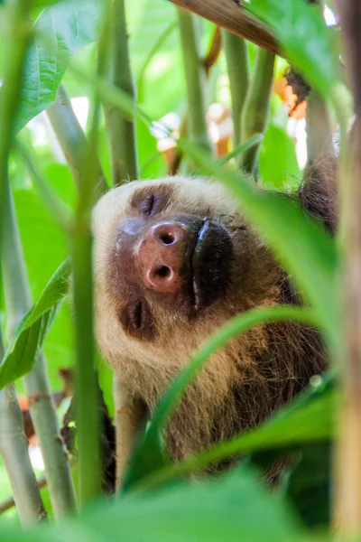 İki - parmaklı tembel La Fortuna village, Kosta Rika yakınındaki ormanda