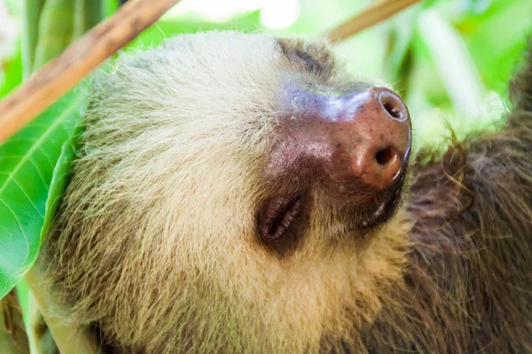 İki - parmaklı tembel La Fortuna village, Kosta Rika yakınındaki ormanda