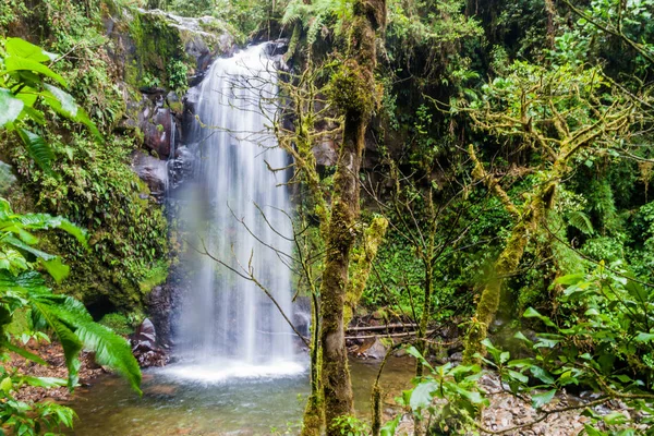 Şelale Boquete, Panama yakınındaki bir bulut ormanda. İz hiking şelaleler kaybetti tarafından erişilebilir.