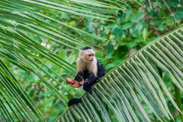 Ak başlı capuchin maymunu (Cebus capucinus) Cahuita Milli Parkı, Kosta Rika
