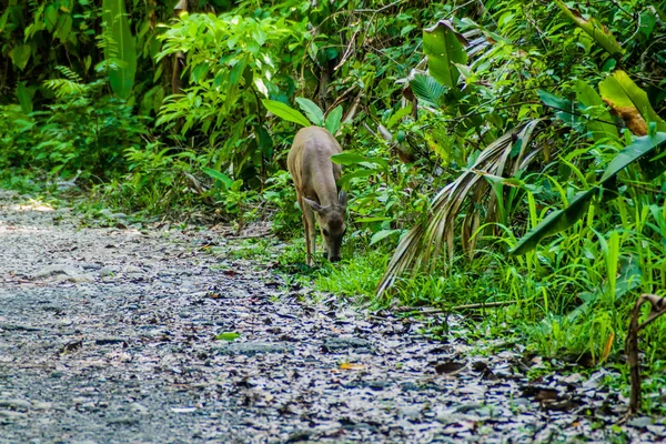 Deer National Park Manuel Antonio Costa Rica — Stock Photo, Image