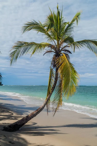Cahuita Milli Parkı, Kosta Rika bir plajda palmiye