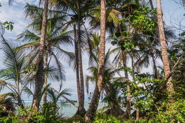 Avuç içi Cahuita Milli Parkı, Kosta Rika