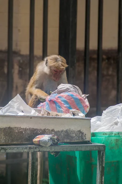 Kandy, Sri Lanka - 19 Temmuz 2016: Makak gıda dinlenirken gelen bir çöp yiyor.