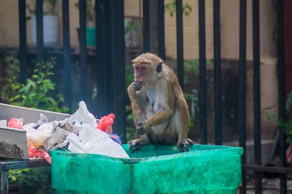 Gıda dinlenirken bir çöp Kandy, Sri Lanka dan makak yiyor