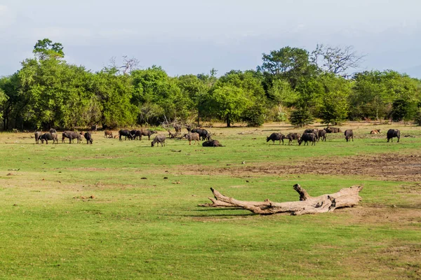 Su bufalo Uda Walawe Milli Parkı, Sri Lanka sürüsü