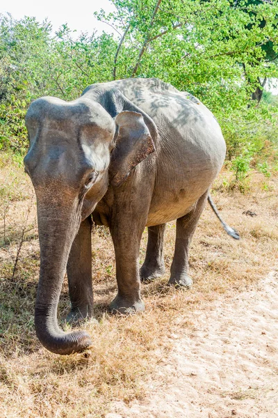 Σρι Λάνκα Ελέφαντα Elephas Maximus Maximus Στο Εθνικό Πάρκο Udawalawe — Φωτογραφία Αρχείου