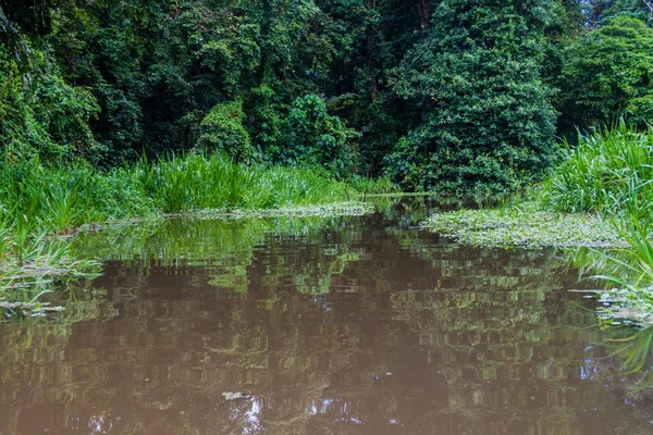 Малі Річки Tortuguero Національний Парк Коста Ріка — стокове фото