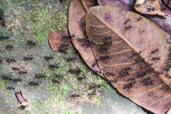Ameisenpfad Wald Des Vulkans Maderas Auf Der Insel Ometepe Nicaragua — Stockfoto
