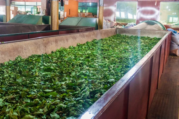 Kandy Sri Lanka Juli 2016 Interiör Geragama Tea Factory Nära — Stockfoto