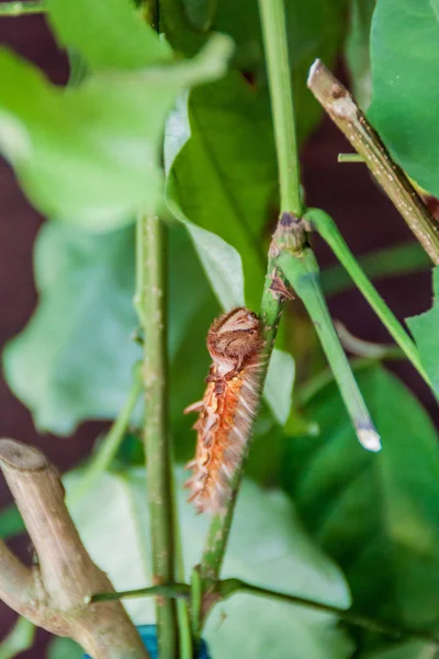 Helenor 蝶的幼虫 哥斯达黎加 — 图库照片