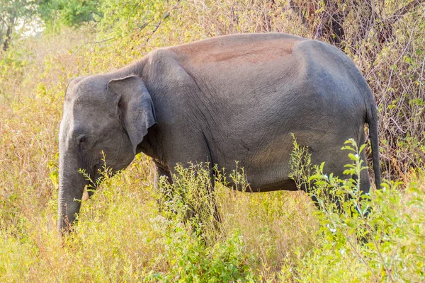 Sri Lankalı fil (Elephas maximus maximus) Uda Walawe Milli Parkı, Sri Lanka